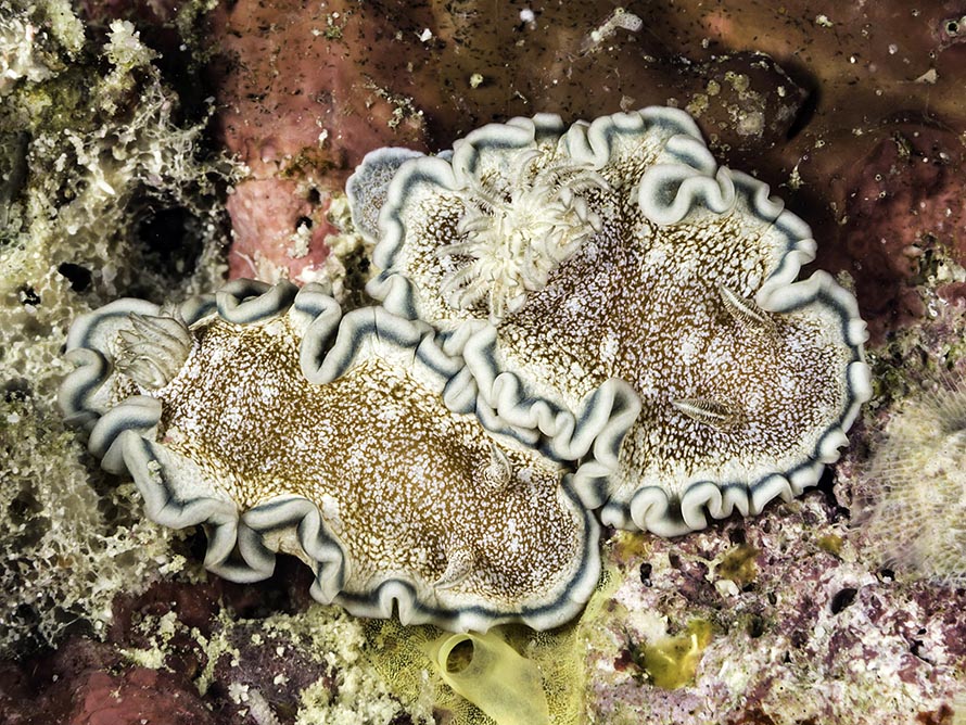 Glossodoris hikuerensis